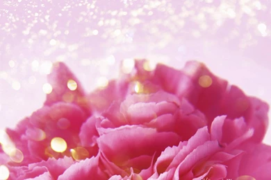 Mothers Day Carnation Flower Wallpapers 1024768 No41 Wallpapers ...