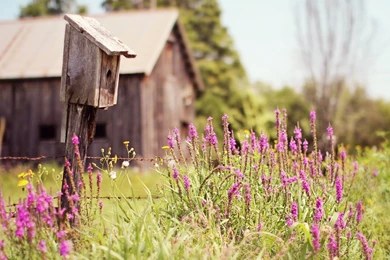 Birdhouse House Cabin Trees Grass Flowers Field Summer Nature ...