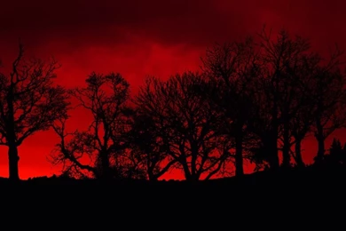 Trees Red Blood Poison Skyscapes 1600x1200 Wallpapers – Nature Sky ...