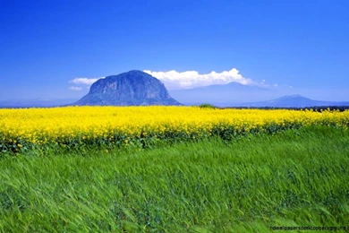 Beautiful Flower Photos Free Download For Windows 8 Pro