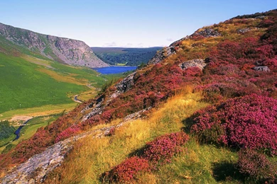 Mountain Is Covered With Red Rhododendron Hd Wallpaper Backgrounds ...