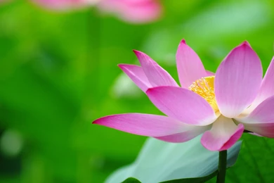 Beautiful Lotus Flowers Wallpapers 438, Lotus Flower Pictures & Images