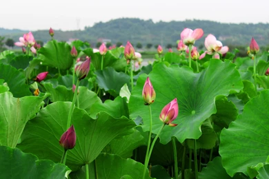 Summer Lotus Flower Wallpapers 43, Lotus Flower Pictures & Images