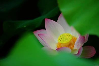 Free Wallpapers   Free Flower Wallpapers   Lotus 1 Wallpapers ...