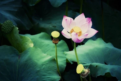 1280x800 Beautiful Pink Lotus Desktop PC And Mac Wallpapers