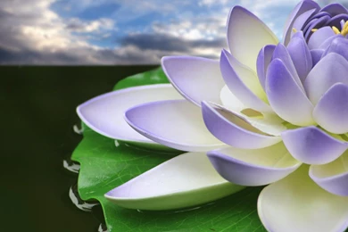 Purple Lotus September Flowers Wallpapers   1920x1080 Wallpapers ...