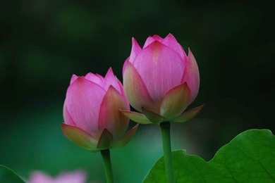 Two Large Lotus Bud Wallpaper, Lotus Flower Pictures & Images