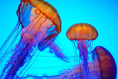 Jellyfish Wallpapers