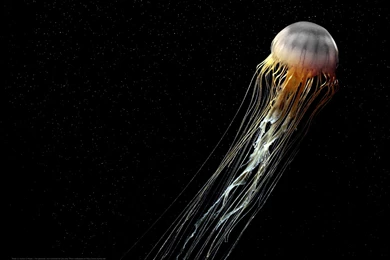 Jellyfish Wallpapers