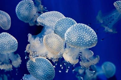 Jellyfish Wallpapers   Wallpapers Cave