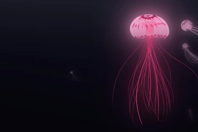 Jellyfish HD Wallpapers