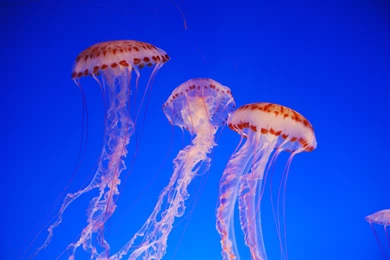 Kite Like Jellyfish Desktop Backgrounds HD 2560x1600