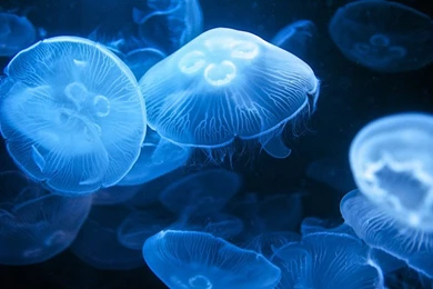 Moon Jellyfish Computer Desktop Backgrounds Free : Wallpapers13.com