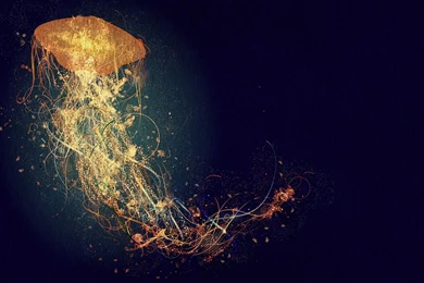 Abstract, Jellyfish Wallpapers HD / Desktop And Mobile Backgrounds