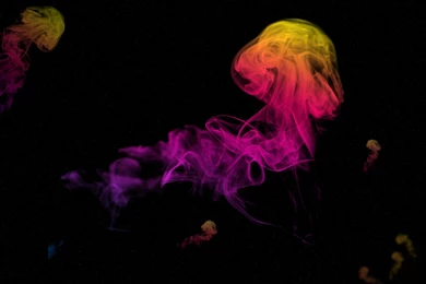 Jellyfish By Phaelax On DeviantArt