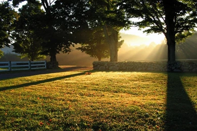 1024x768 Trees And Rays Desktop PC And Mac Wallpapers