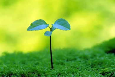 New Plant Growth Wallpapers