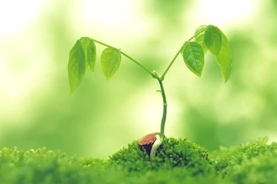 Wild Plant Desktop Wallpapers   HD Wallpaper Backgrounds Of Your ...