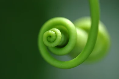 Curly Plant Free Desktop Hd Wallpapers