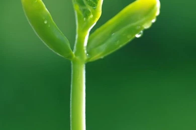 Plant iPhone 6 Plus Wallpapers 64