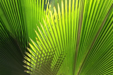 1024x768 Green Plant Desktop PC And Mac Wallpapers