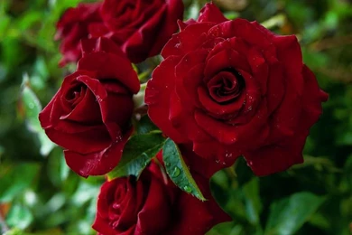 Black Magic Rose Wallpaper,flower HD Wallpaper,summertime HD ...