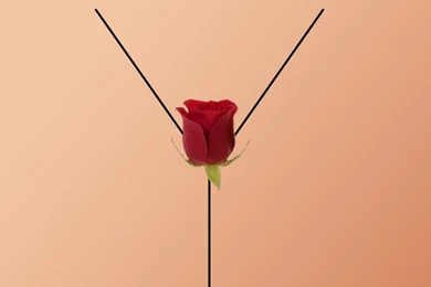 American Beauty Minimalist Poster By Tchav On DeviantArt