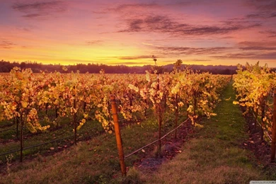 The God Of Wine HD Desktop Wallpapers : Widescreen : High ...