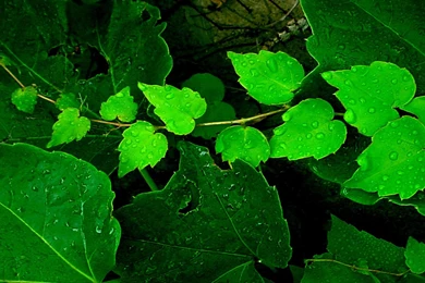 Forest Ivy >> HD Wallpaper, Get It Now!