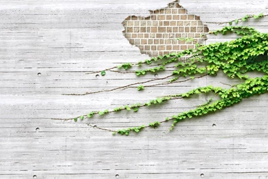 Wall Covered With Ivy Wallpapers