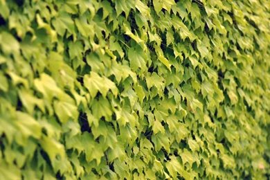 Ivy Wall Summer Mac Wallpapers Download