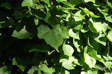 CreativeMix.Com Desktop WallPaper, FREE Download, J. L. Hunter ...