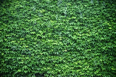 Wall Of Green Ivy Wallpapers Wall Mural