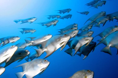 Nature, Excellent, Wallpaper, Landscape, Image (