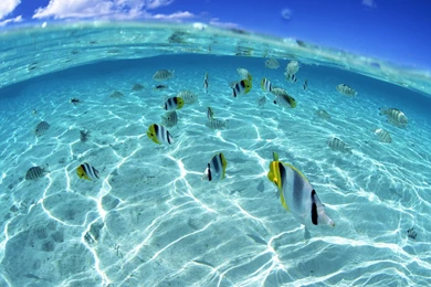 Wallpapers Fish Ocean In The Excellent Free With Resolution ...