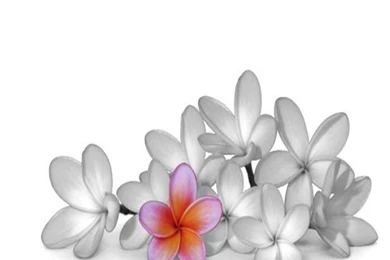 Zen Nice Wallpapers   Free Download