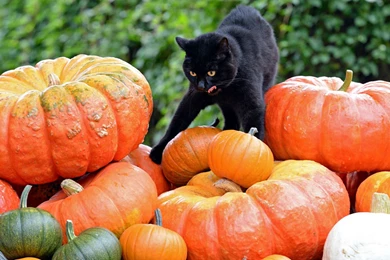 Cats: Checking Pumpkins Cat Animals Halloween Wallpapers For ...