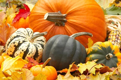 Autumn Pictures With Pumpkins