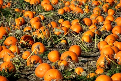 Fall Desktop Wallpapers With Pumpkins