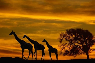 Giraffe Wallpapers High Quality Resolution – Wallpapers