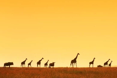 Giraffe Wallpapers. Images And Animals Giraffe Pictures (681)