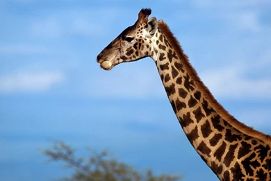 Best Wallpapers: Giraffe Wallpapers