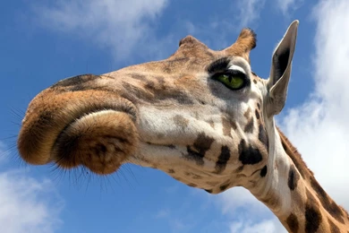 157 Giraffe HD Wallpapers