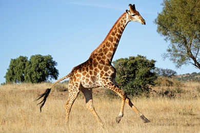 20+ Best HD Giraffe Wallpapers