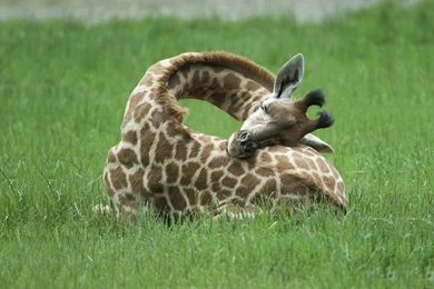 157 Giraffe HD Wallpapers