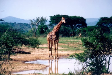 Giraffe Wallpapers. Images And Animals Giraffe Pictures (682)