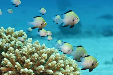 Santabanta Com Wallpapers Nature   HD Wallpapers And Pictures