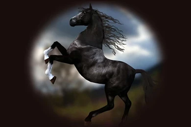 Horses Wallpapers » Blog Archive » Black Horse Standing Portrait ...