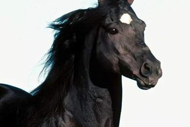 Black Wallpaper: Black Horse Wallpapers Free Black Wallpapers ...