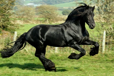 Black Horse HD Wallpapers & Images – See HD Wallpapers